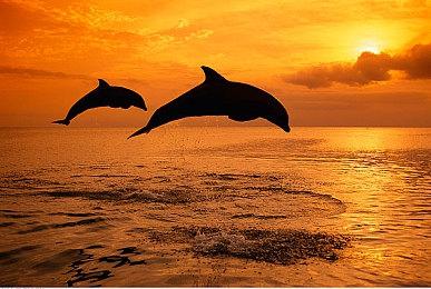 《大学美式足球25》大获成功 EA或重启《美国大学篮球》系列